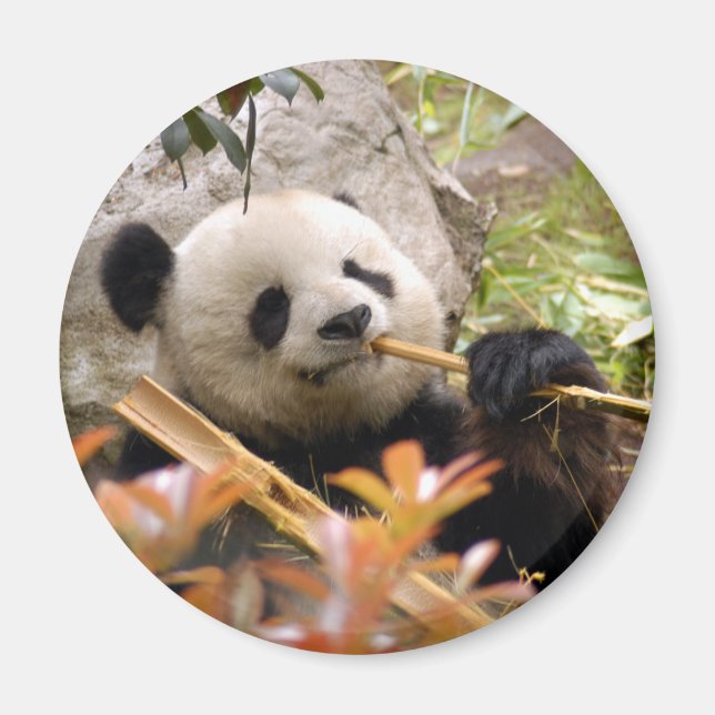 Giant Panda Bear & Baby Panda Magnet (Front)