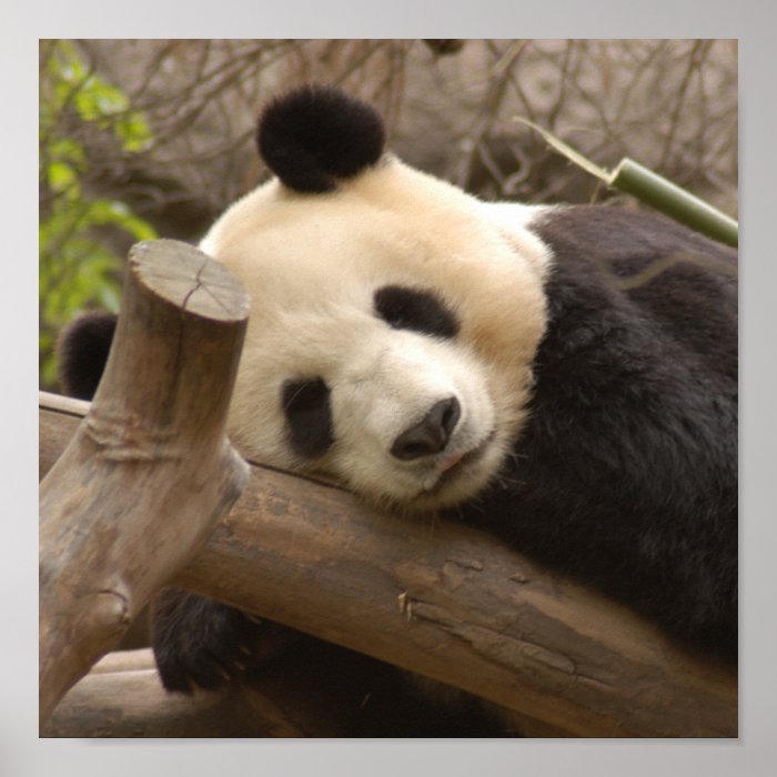 Giant Panda Bear & Baby Panda Poster