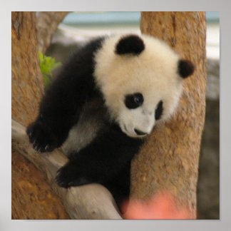 Baby Panda Posters | Zazzle