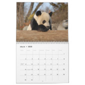 Giant Panda Bear Calendar, Giant Panda Bears Calendar (Mar 2025)