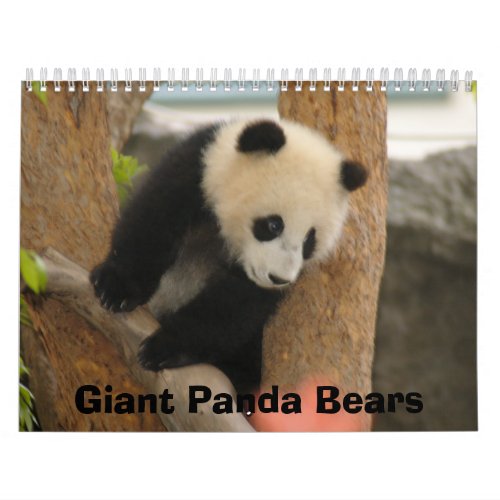 Giant Panda Bear Calendar Giant Panda Bears Calendar