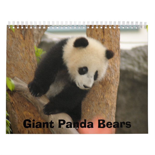 Giant Panda Bear Calendar, Giant Panda Bears Calendar (Cover)