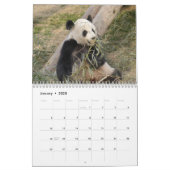 Giant Panda Bear Calendar, Giant Panda Bears Calendar (Jan 2025)