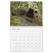 Giant Panda Bear Calendar, Giant Panda Bears Calendar (Mar 2025)