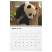 Giant Panda Bear Calendar, Giant Panda Bears Calendar (Feb 2025)