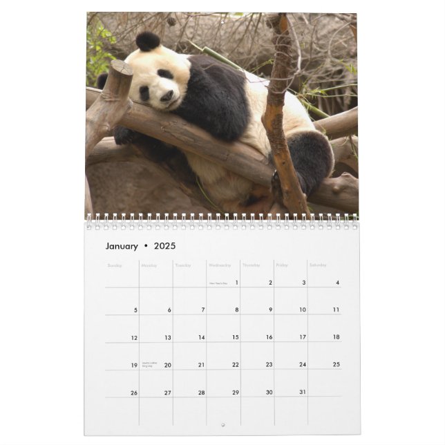 Giant Panda Bear Calendar, Giant Panda Bears Calendar (Jan 2025)