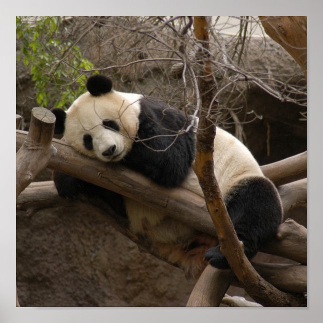 Giant Panda Bear Canvas Print (Front)