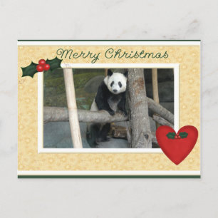 Giant Panda Bear or Baby Panda Christmas Postcard