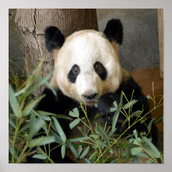 Giant Panda Bear or Baby Panda Framed Print