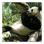 Giant Panda Bear Poster