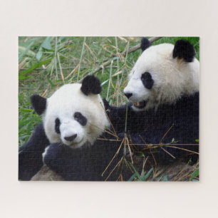 Giant Panda Bears Eating Bamboo & Playing puzzle