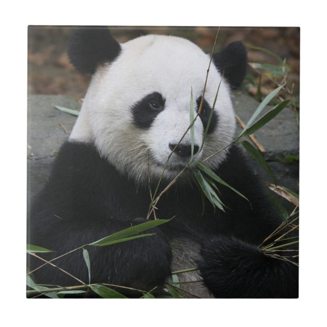 Giant panda ceramic tile (Front)