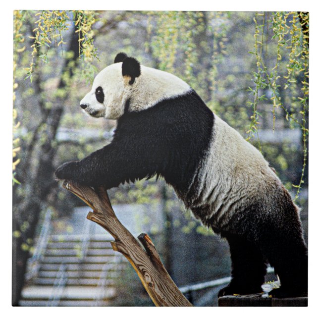 Giant Panda Ceramic Tile (Front)