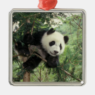 Giant Panda cub climbs a tree, Wolong Valley, Metal Ornament