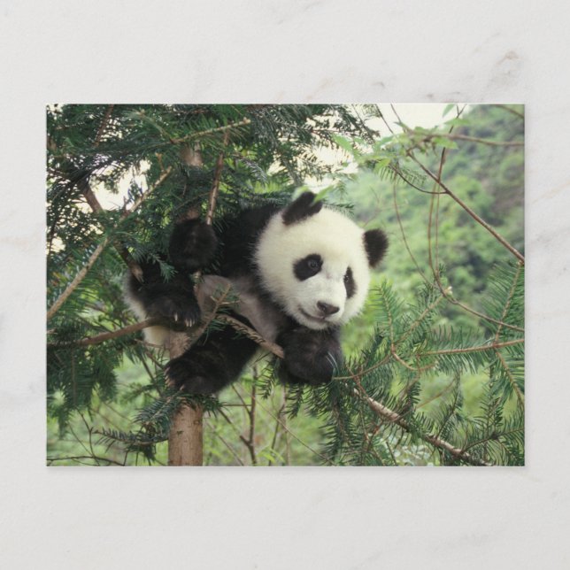 Giant Panda cub climbs a tree, Wolong Valley, Postcard (Front)