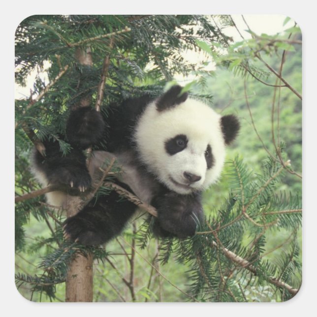 Giant Panda cub climbs a tree, Wolong Valley, Square Sticker (Front)