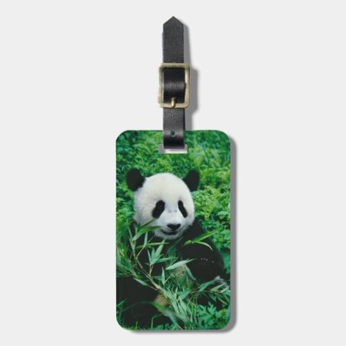 Giant Panda cub eats bamboo in the bush Luggage Tag