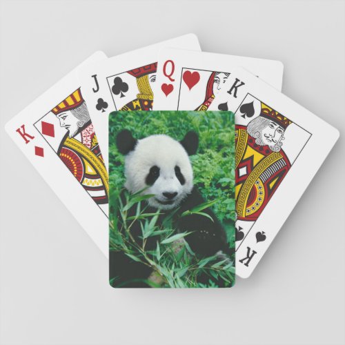 Giant Panda cub eats bamboo in the bush Poker Cards