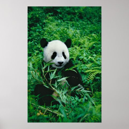 Giant Panda cub eats bamboo in the bush Poster