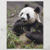 Giant panda eating bamboo (Front)