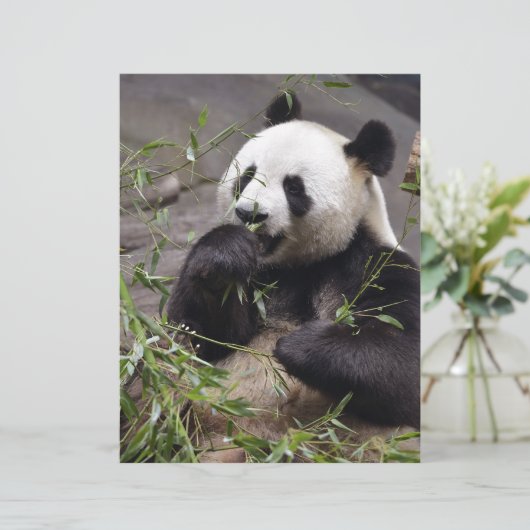 Giant panda eating bamboo (Standing Front)