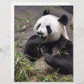 Giant panda eating bamboo (Front/Back)