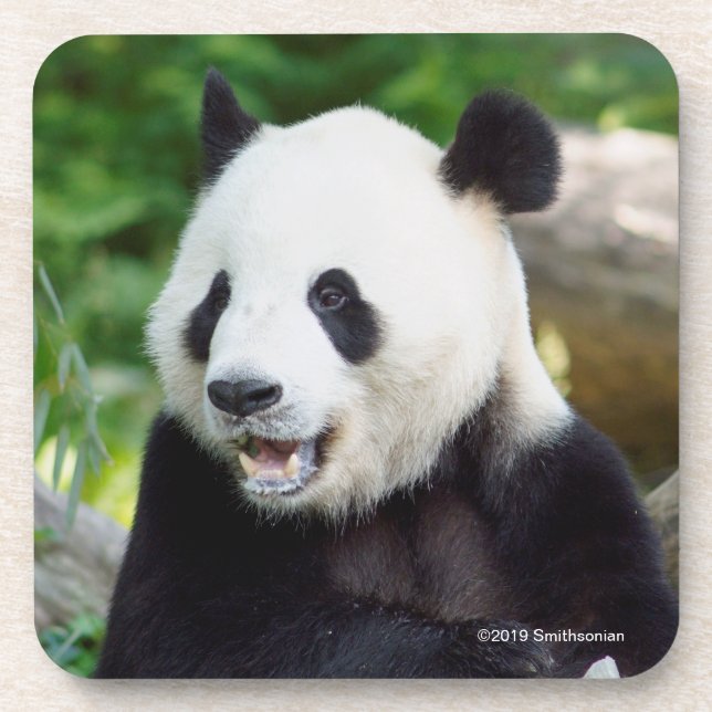 Giant Panda Eating Bamboo Beverage Coaster (Front)