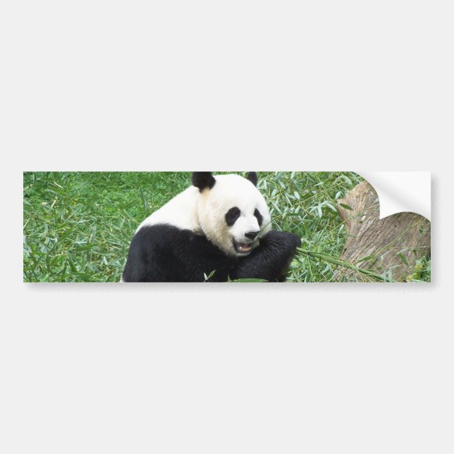 Giant Panda Eating Bamboo Bumper Sticker (Front)