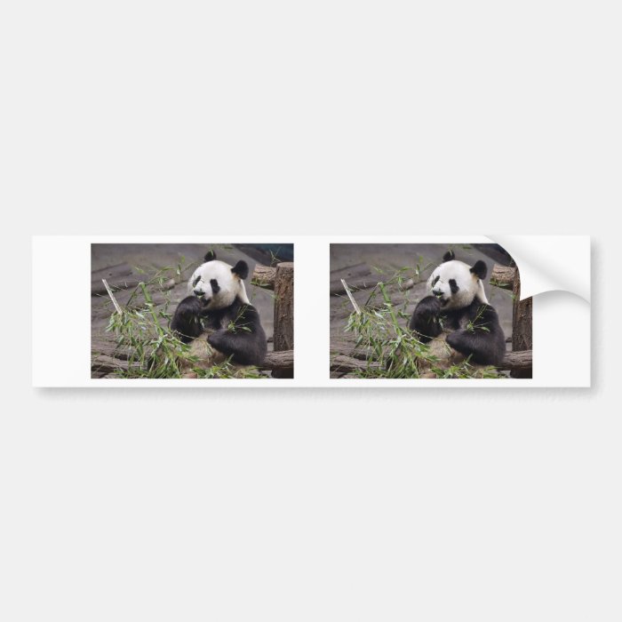 Giant panda eating bamboo bumper stickers