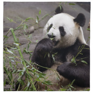 Giant panda eating bamboo cloth napkin