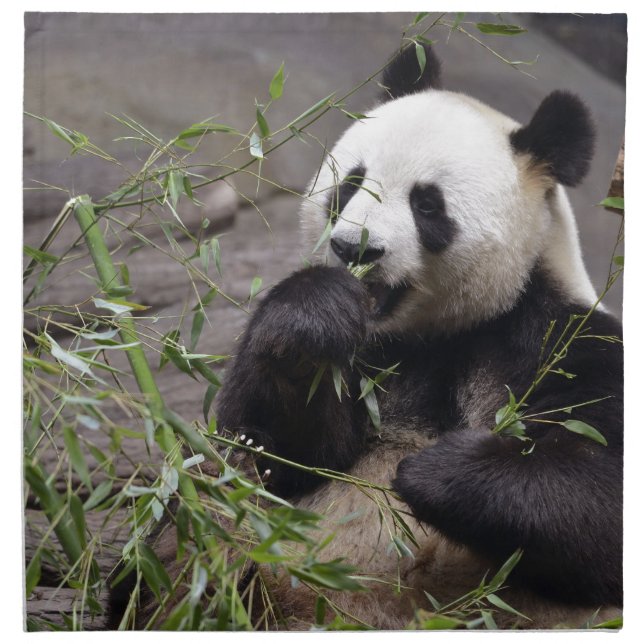 Giant panda eating bamboo cloth napkin (Front)