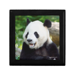 Giant Panda Eating Bamboo Gift Box