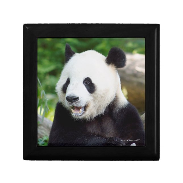 Giant Panda Eating Bamboo Gift Box (Front)