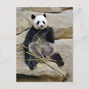Giant panda eating bamboo holiday postcard