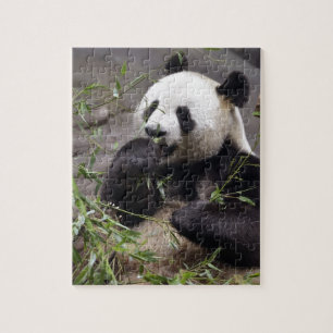 Giant panda eating bamboo jigsaw puzzle