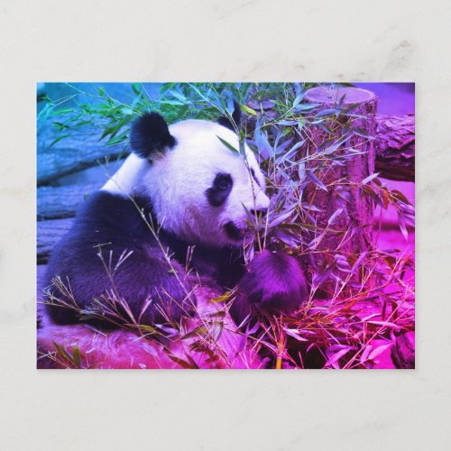 Giant panda eating bamboo postcard