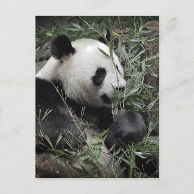 Giant panda eating bamboo postcard (Front)