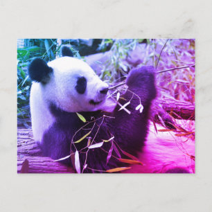Giant panda eating bamboo postcard