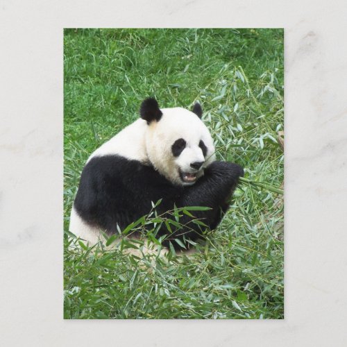 Giant Panda Eating Bamboo Postcard