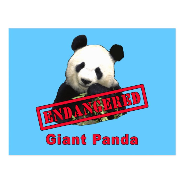 Giant Panda Endangered products Post Cards