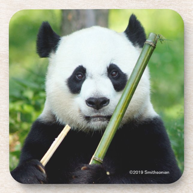 Giant Panda Holding Bamboo Beverage Coaster (Front)