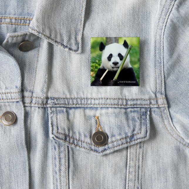 Giant Panda Holding Bamboo Button (In Situ)