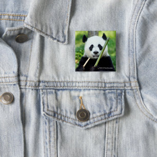 Giant Panda Holding Bamboo Button