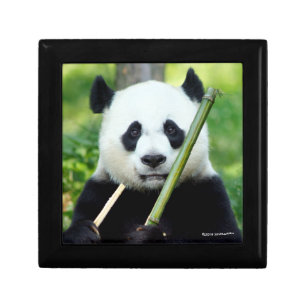 Giant Panda Holding Bamboo Gift Box