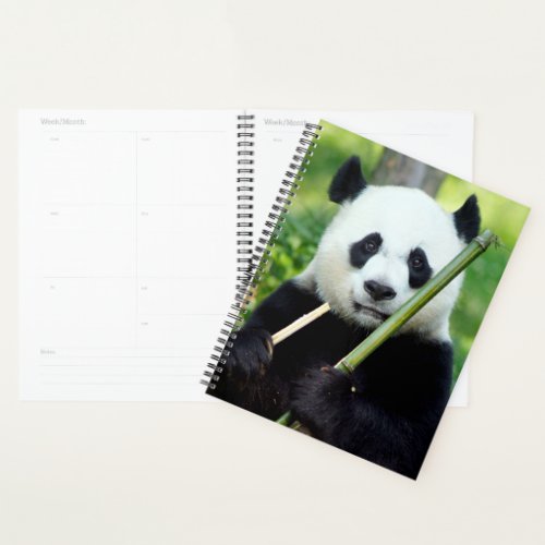 Giant Panda Holding Bamboo Planner