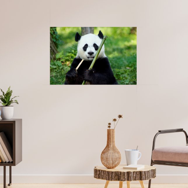 Giant Panda Holding Bamboo Poster | Zazzle