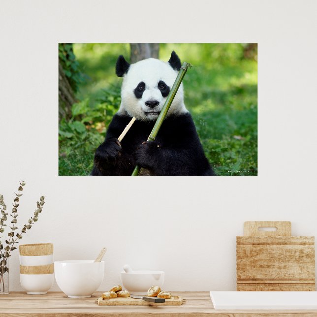 Giant Panda Holding Bamboo Poster | Zazzle