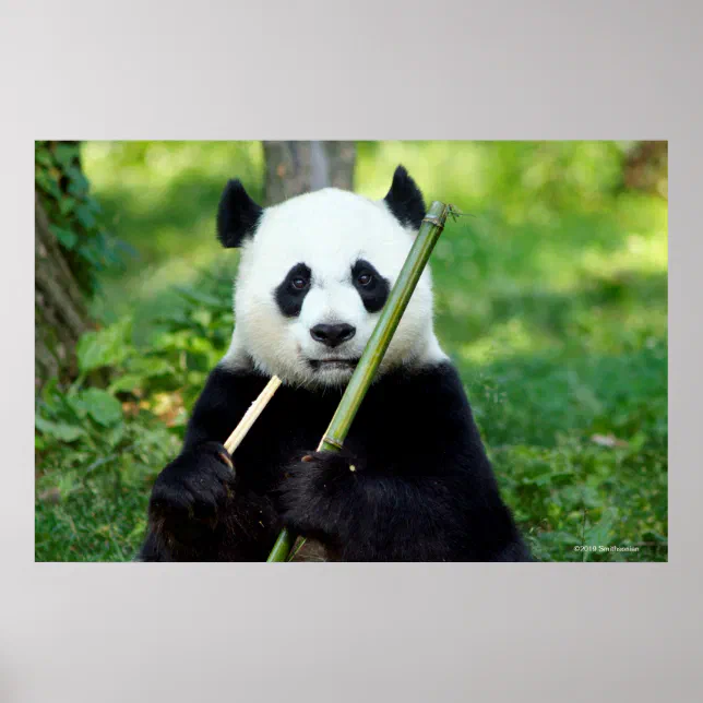 Giant Panda Holding Bamboo Poster | Zazzle