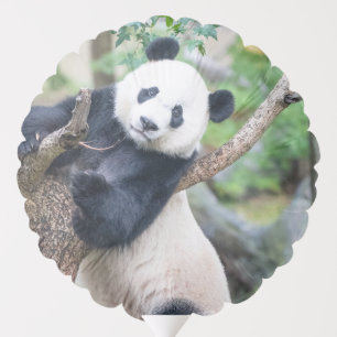 Giant Panda in a Tree Balloon