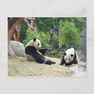 Giant panda in a wild animal zoo photography. postcard